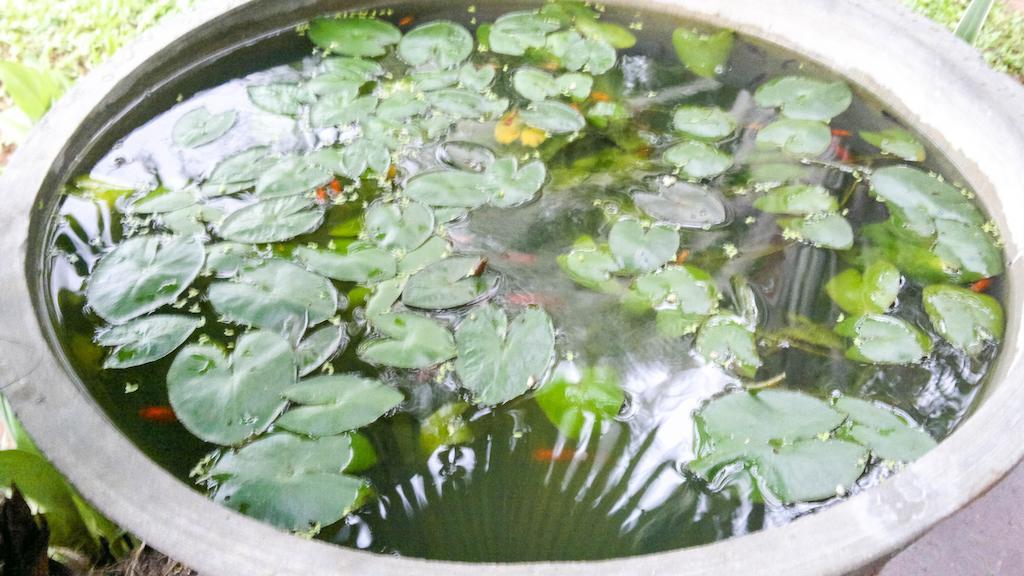 Serendib Guest House Negombo Ngoại thất bức ảnh